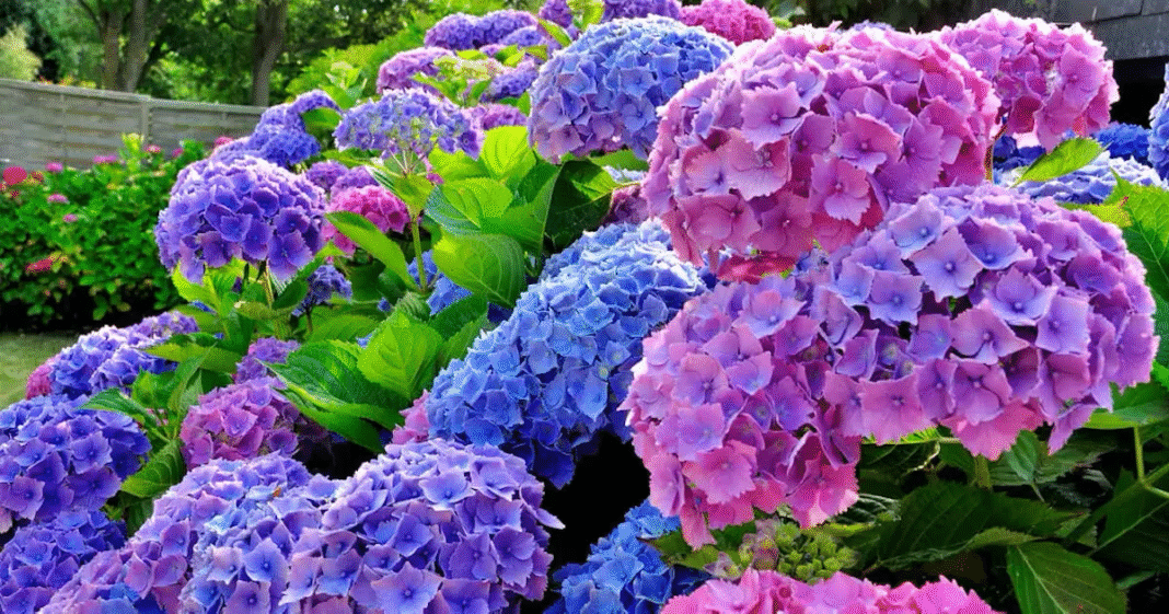 Jak dbać o hortensje? Poradnik dla pięknych kwiatów w Twoim ogrodzie