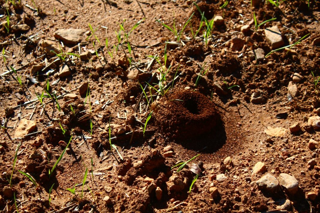 Jak długo działa karbid na krety? Kompletny przewodnik po skuteczności i stosowaniu