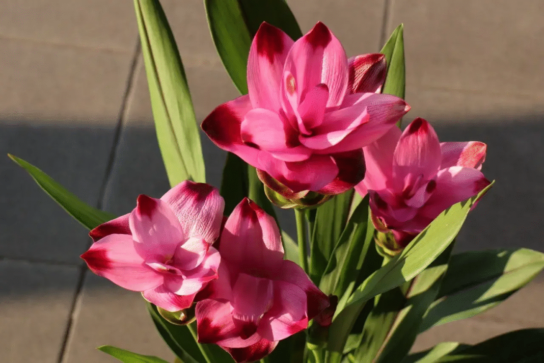 Jak kwitnie kurkuma? Poradnik i wszystko o kwitnieniu rośliny