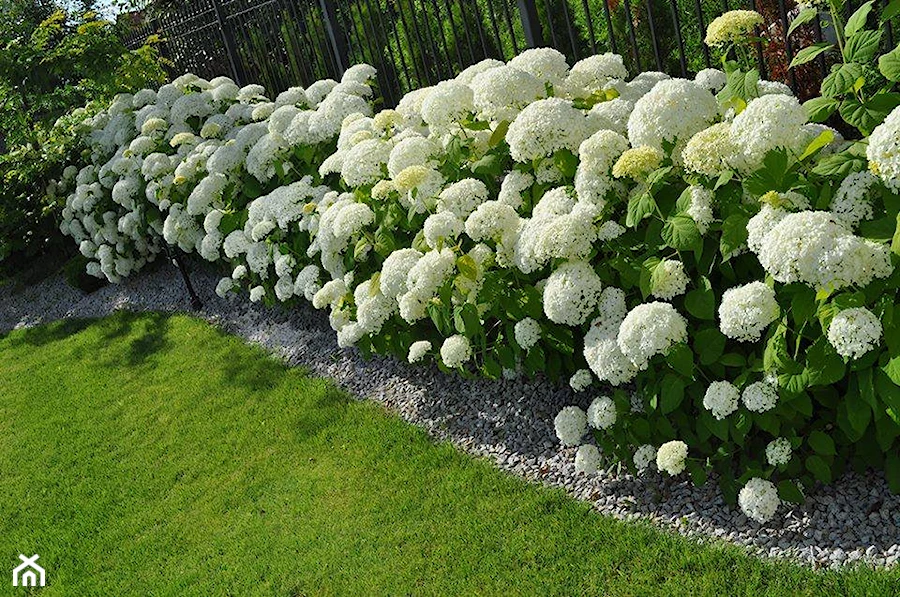 Jak obcinać hortensje? Poradnik dla pięknych kwiatów i zdrowych krzewów