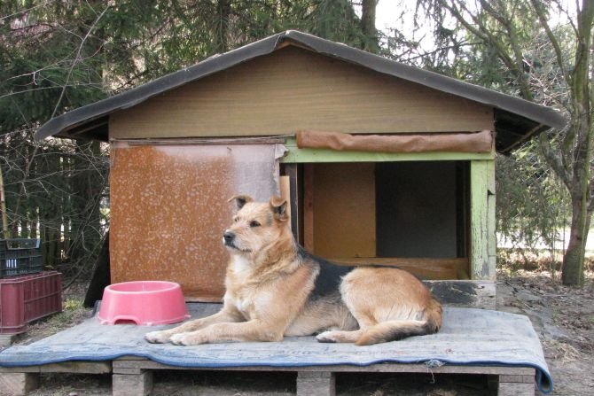 Jak ocieplić budę dla psa? Poradnik dla komfortu Twojego pupila