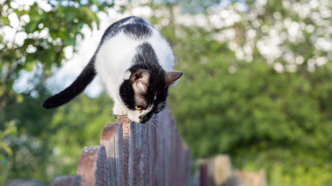 Jak odstraszyć koty z ogrodu? Skuteczne i humanitarne domowe sposoby
