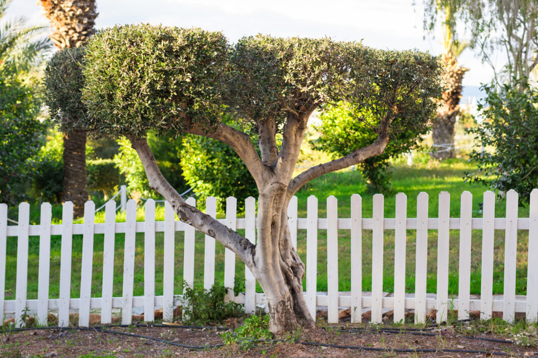 Jak ozdobić pień drzewa w ogrodzie? Inspiracje i sprawdzone sposoby