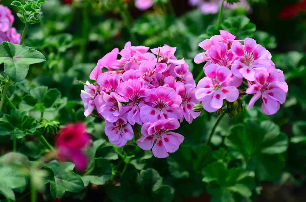 Jak pielęgnować geranium? Twój poradnik dla zdrowych i kwitnących pelargonii