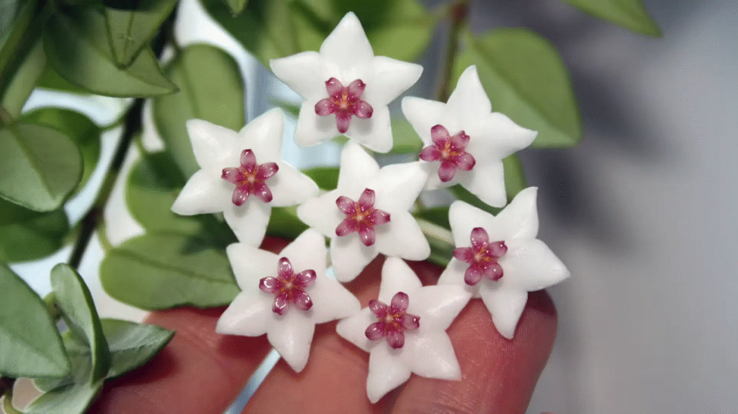 Jak pielęgnować kwiat hoja? Twój własny kawałek tropików w domu