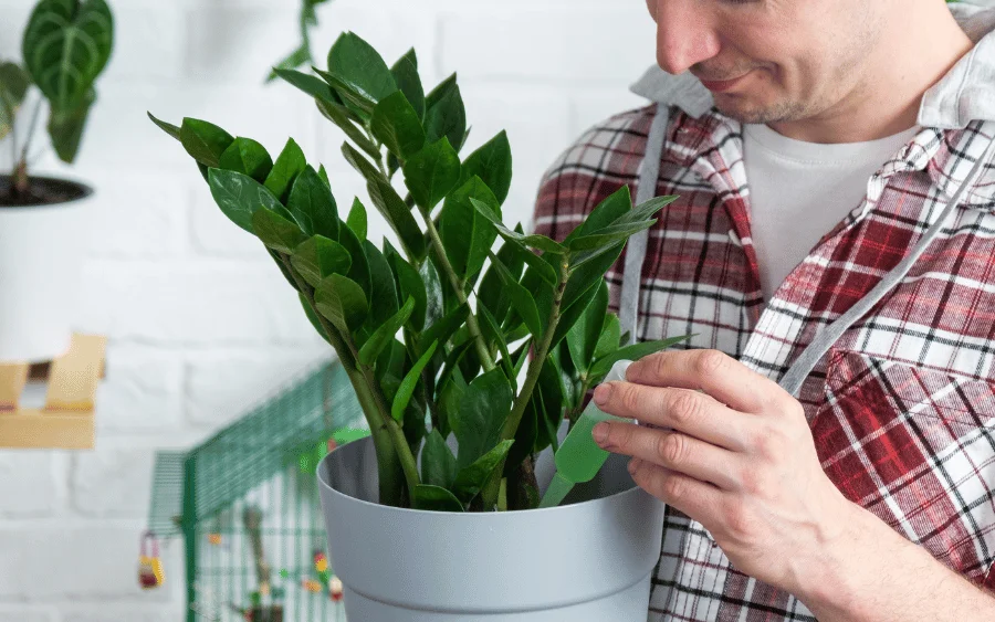 Jak pielęgnować kwiat zamiokulkas? Pielęgnacja krok po kroku dla pięknych roślin