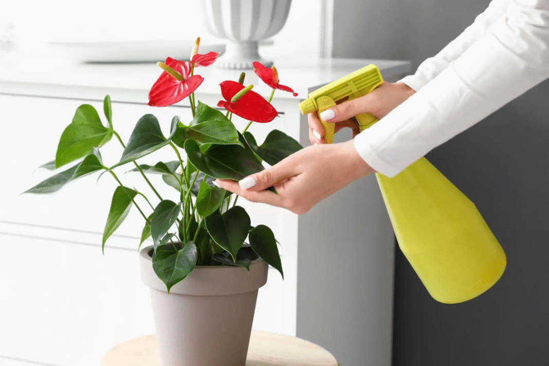 Jak podlewać anturium? Poradnik krok po kroku