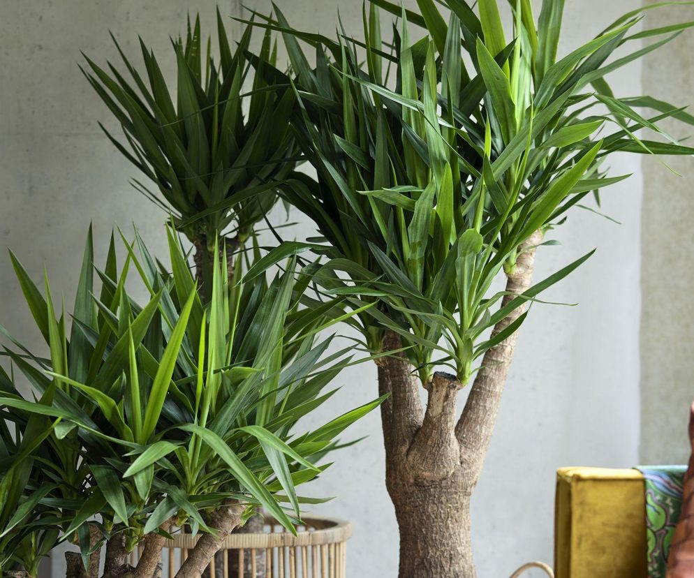 Jak podlewać jukę? Poradnik, który ochroni Twoją roślinę przed błędami