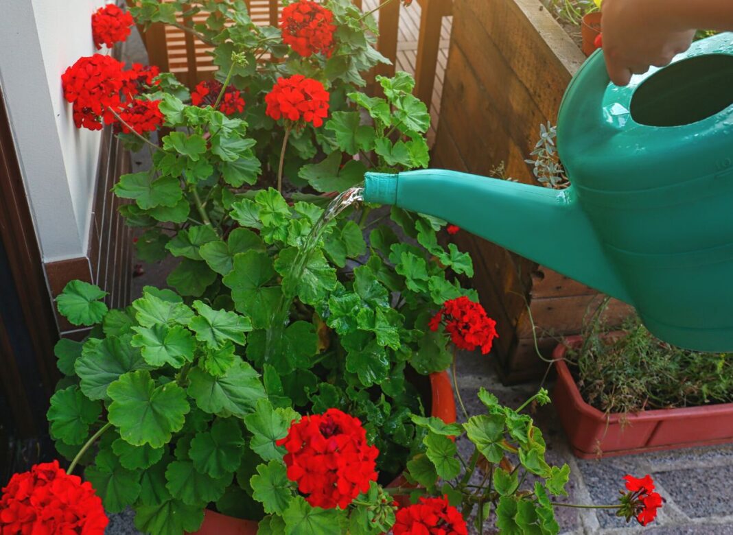 Jak podlewać pelargonie? Poradnik, by kwitły obficie