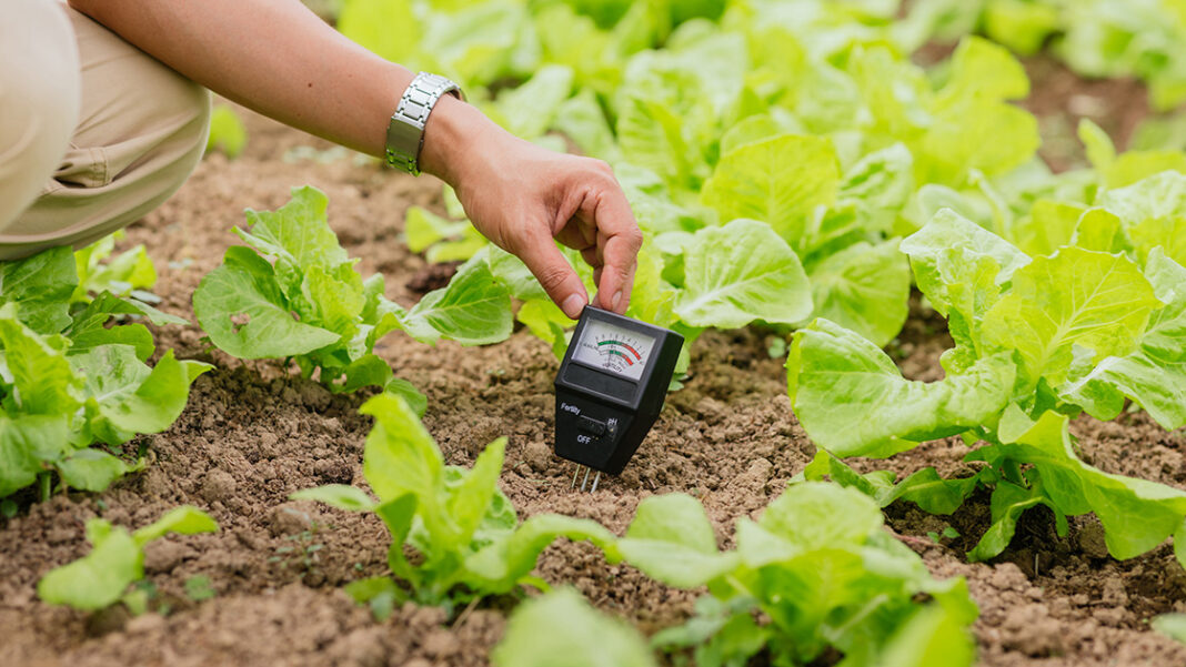 Jak podnieść pH gleby? Poznaj skuteczne sposoby na zdrowy ogród