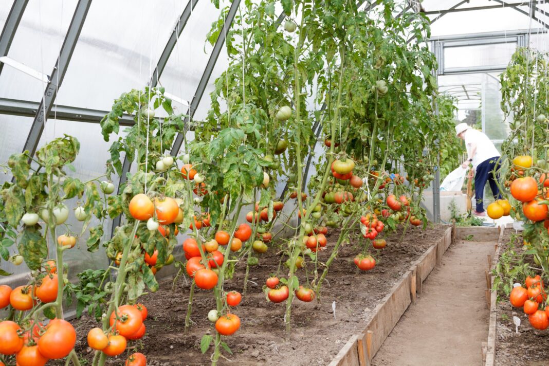 Jak podwiązywać pomidory? Poradnik dla zdrowych i obfitych plonów