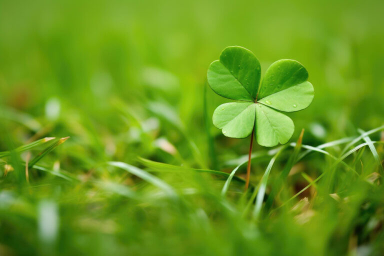 Jak pozbyć się koniczyny z trawnika? Skuteczne metody i profilaktyka