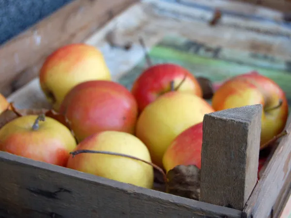 Jak przechowywać jabłka? Poradnik na zimę i dłużej