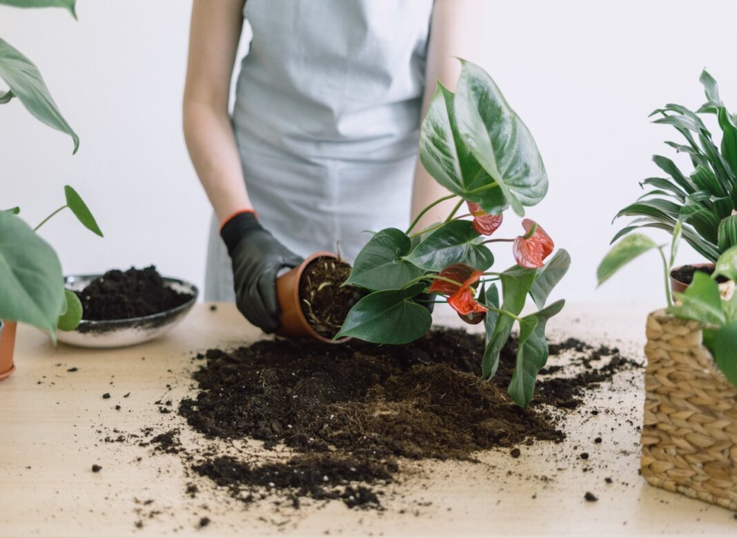 Jak przesadzać anturium? Poradnik krok po kroku i wskazówki