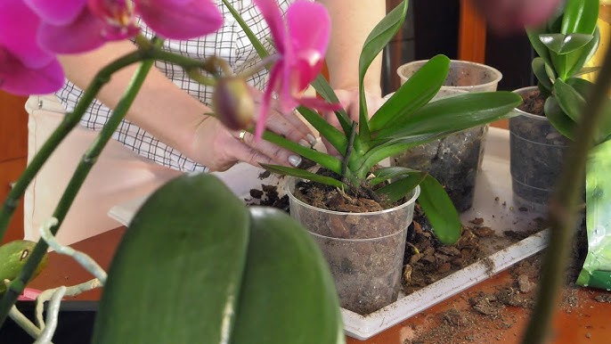 Jak przesadzać storczyki? Twój kompleksowy poradnik