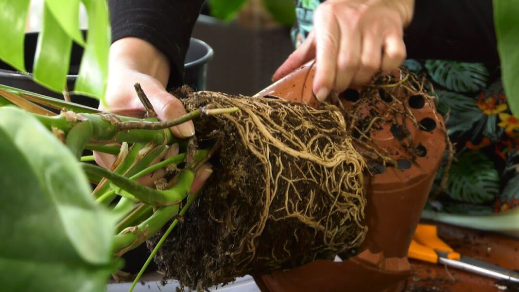 Jak przesadzić kwiatka? Twój przewodnik po zdrowszych roślinach