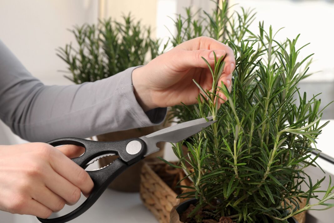 Jak przezimować rozmaryn w doniczce? Twój kompletny poradnik