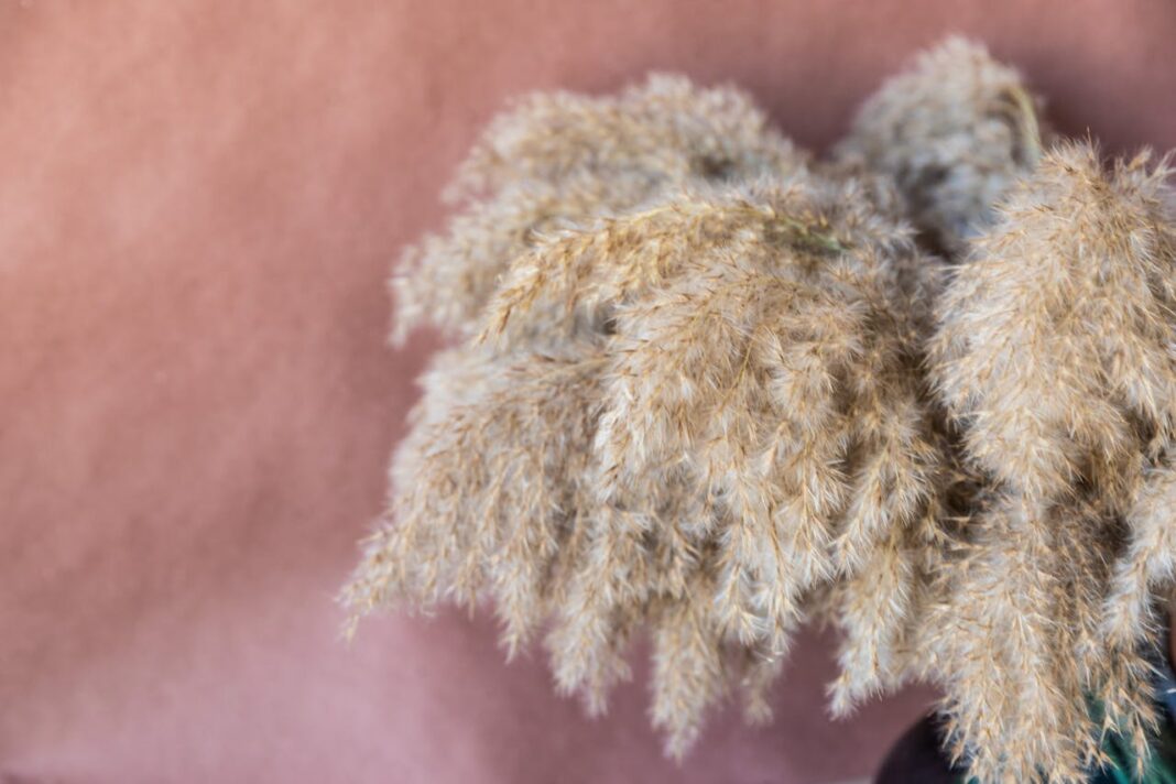 Jak przycinać trawę pampasową? Dowiedz się, kiedy i jak to robić, by cieszyć się jej pięknem