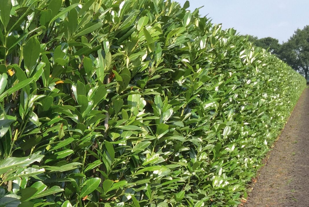 Jak sadzić laurowiśnię na żywopłot? Kompendium wiedzy krok po kroku