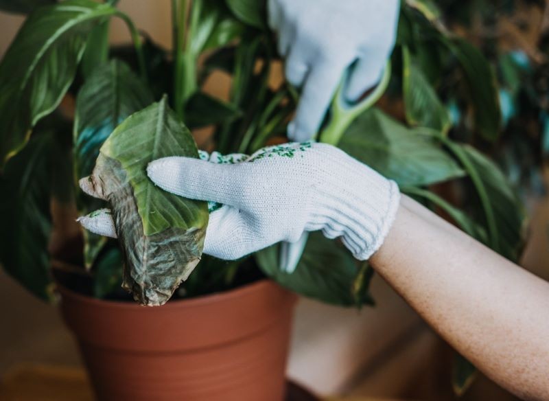 Jak uratować skrzydłokwiat? Przyczyny więdnięcia i skuteczne metody