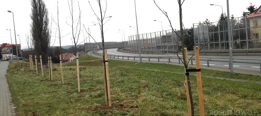 Jak wiązać drzewka do palików? Poradnik dla zdrowego ogrodu