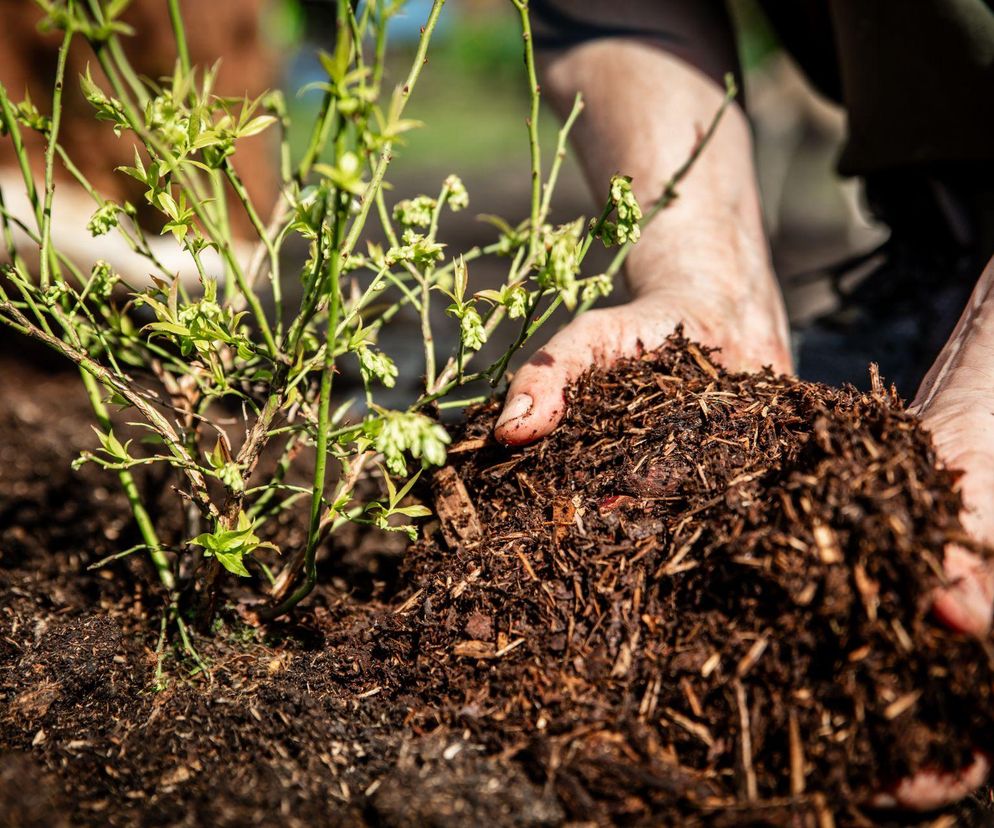 Jaka kora pod drzewka owocowe? Poradnik i najlepszy wybór