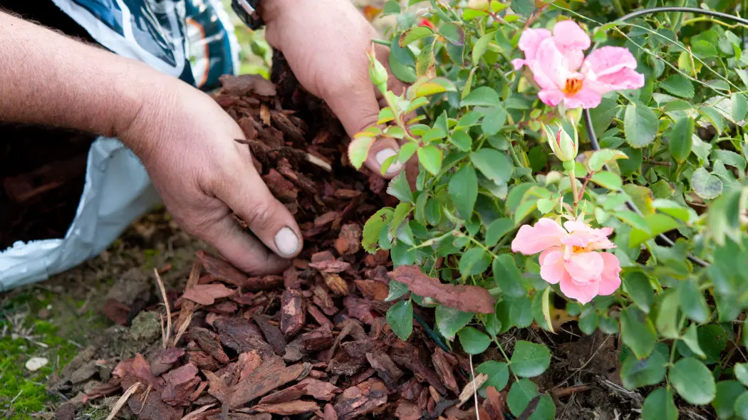 Jaka kora pod róże? Poradnik i najlepszy wybór dla pięknych krzewów