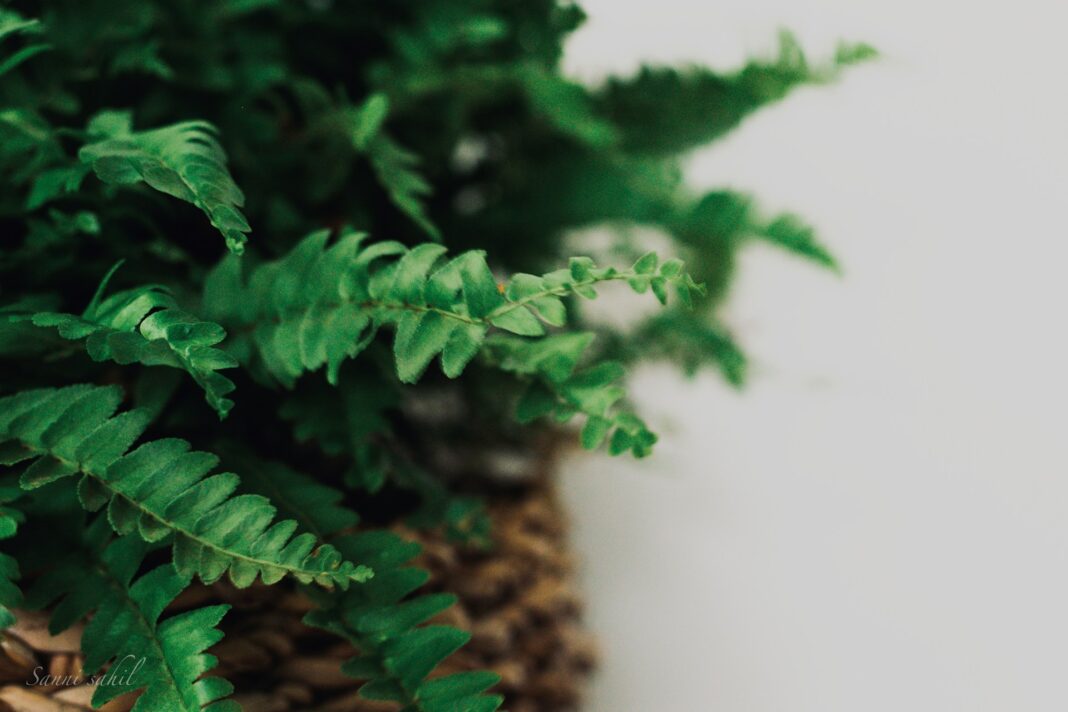 Paprocie w domu - pielęgnacja, stanowisko i jak o nie dbać?