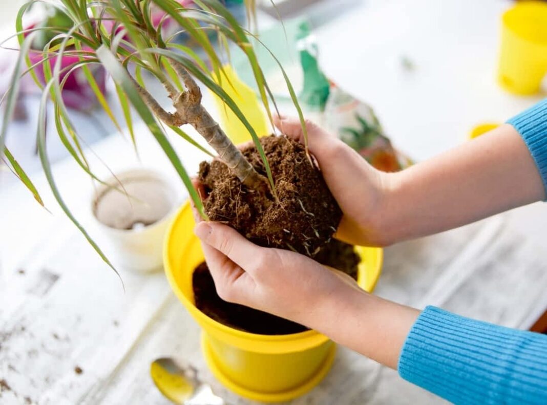 Przesadzanie kwiatów - kiedy i jak to zrobić, żeby były zdrowe?
