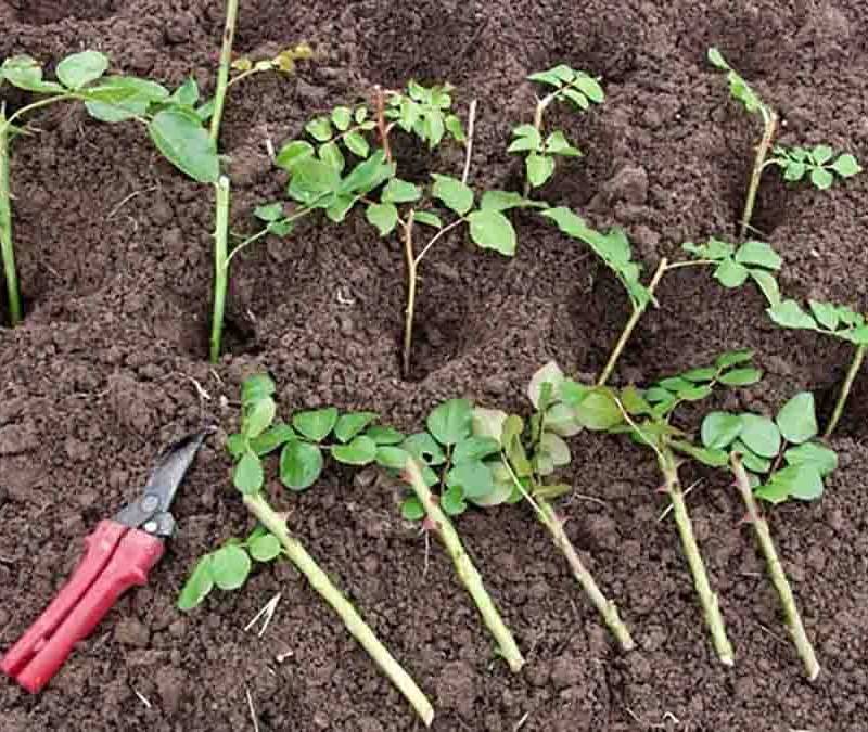 Ukorzenianie róż - Poradnik krok po kroku dla pięknych kwiatów w Twoim ogrodzie