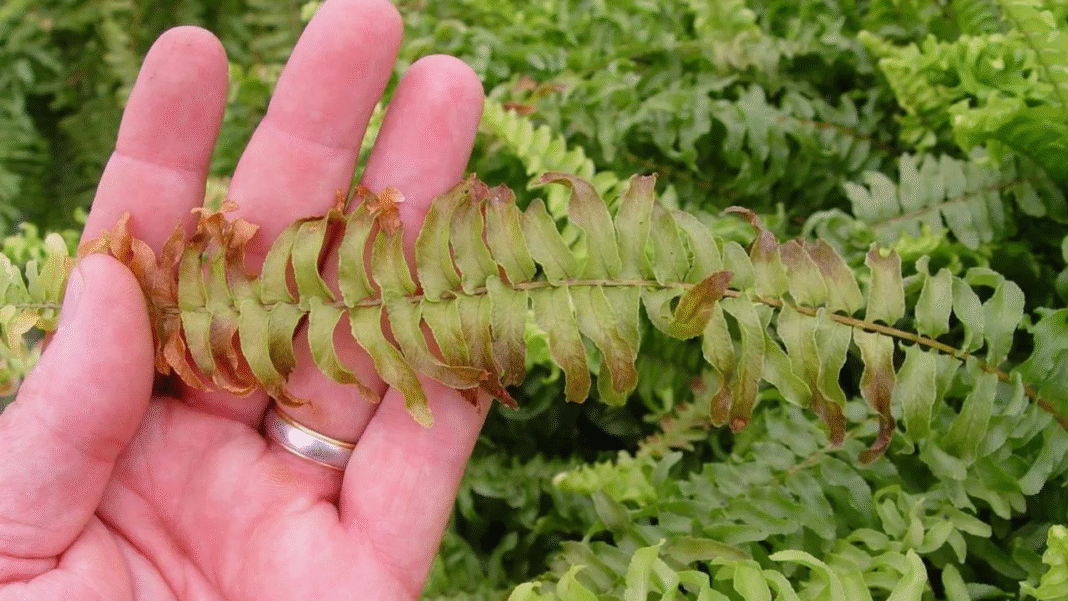 Usychająca paprotka - przyczyny, objawy i jak ją uratować